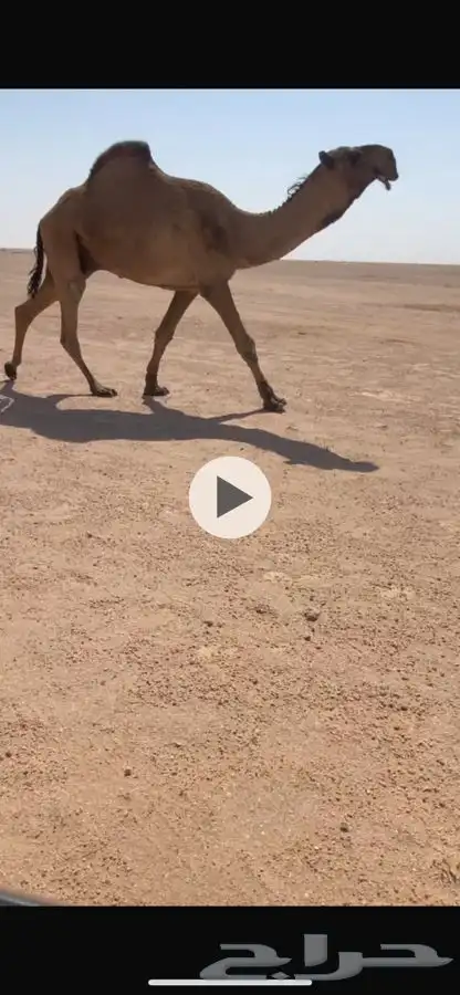 قعود ثني اصفر 1