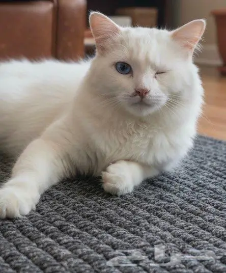 قط ذكر للتبني بالاحساء 0