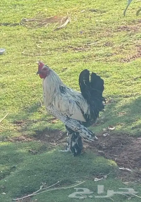 بيض هجين براهما - صوص هجين - دجاج بياض هجين براهما 5