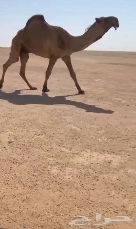 قعود أصفر جذع 0