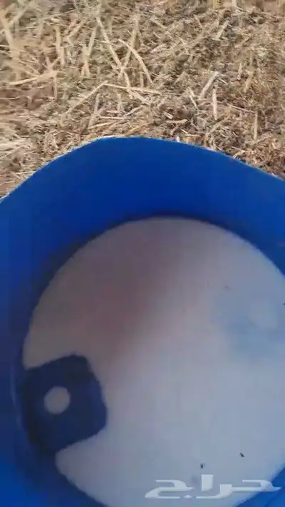 حسيل و حسيله ذكر و أنثى الصحه شرط من 2800 ريال index