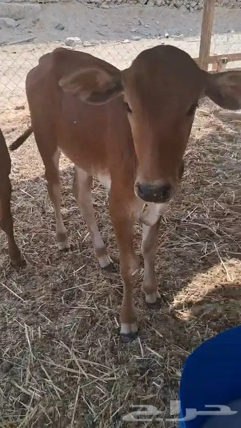 حسيل و حسيله ذكر و أنثى الصحه شرط من 2800 ريال 0