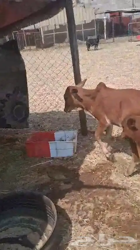 حسيل و حسيله ذكر و أنثى الصحه شرط من 2800 ريال 6