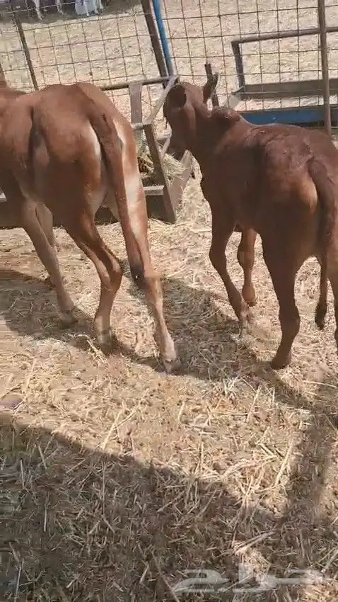 حسيل و حسيله ذكر و أنثى الصحه شرط من 2800 ريال 5