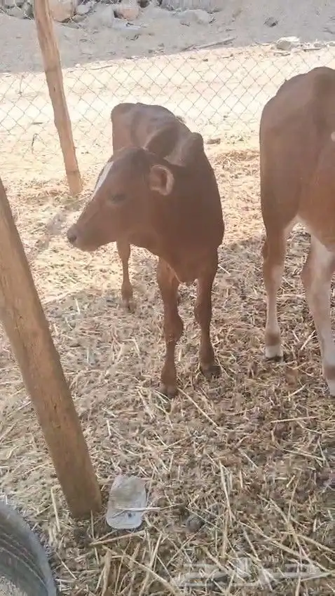 حسيل و حسيله ذكر و أنثى الصحه شرط من 2800 ريال 1