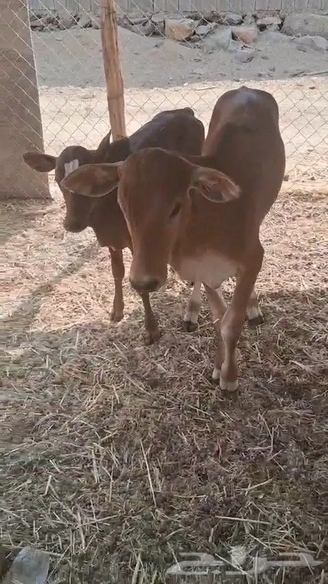 حسيل و حسيله ذكر و أنثى الصحه شرط من 2800 ريال 2