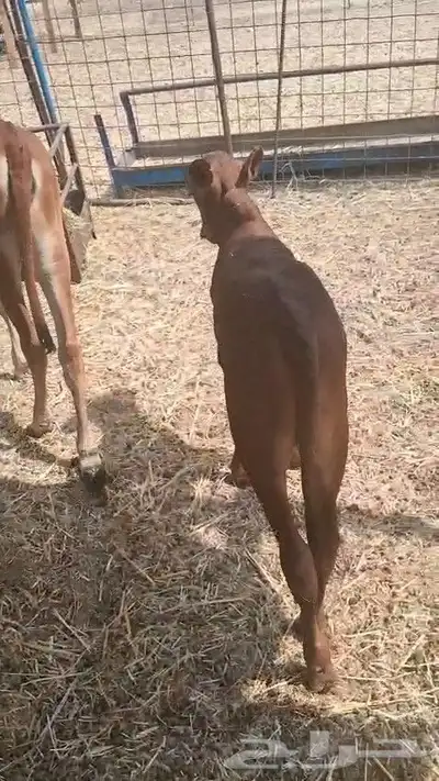 حسيل و حسيله ذكر و أنثى الصحه شرط من 2800 ريال index