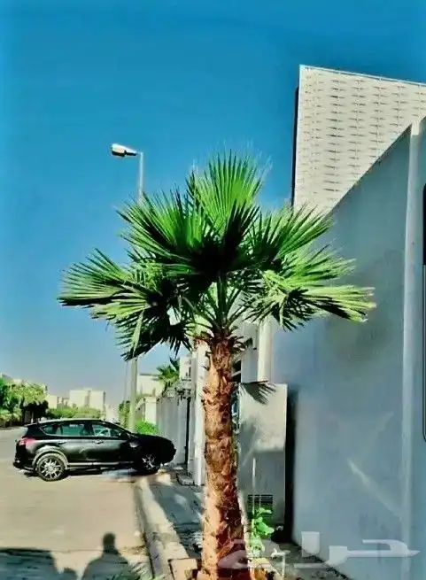 نخل واشنطني 0