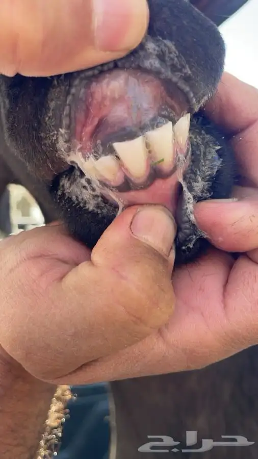 فحل مرسيانو اصل وفصل 3