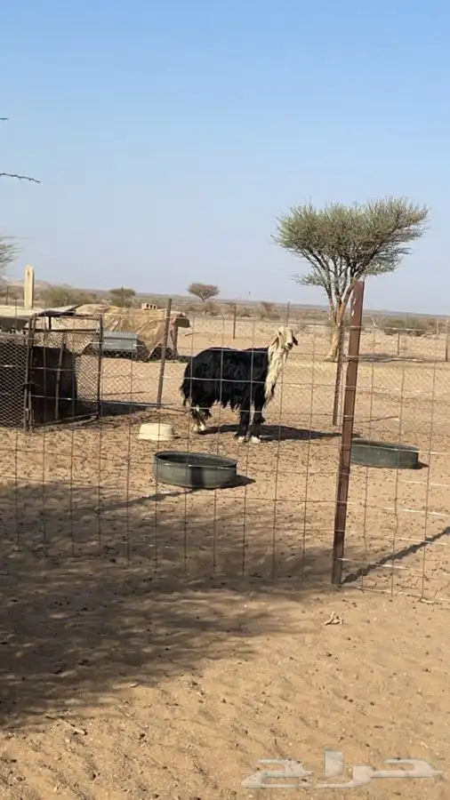 للبيع فحل نجدي مشروط 0