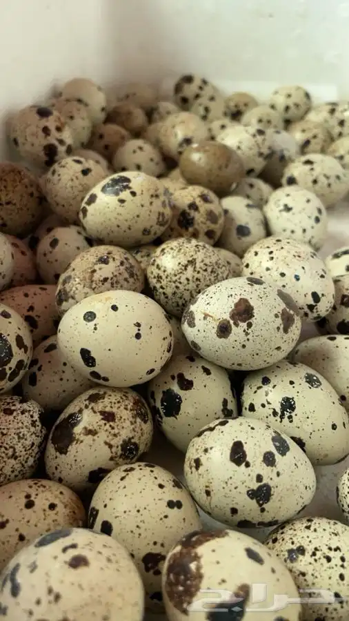 بيض سمان تكساس الحجم الكبير 0
