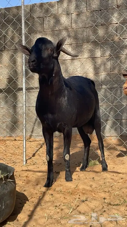 فحل مرسيانو اصل وفصل 0