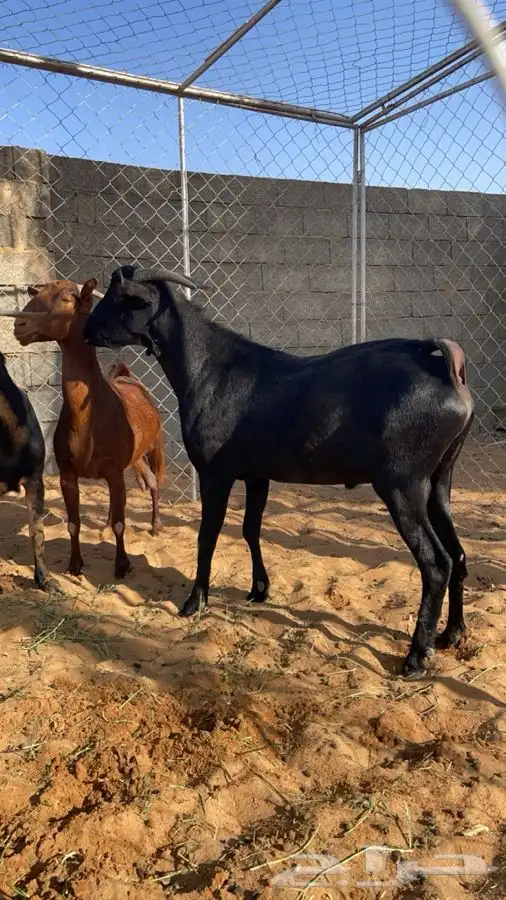 فحل مرسيانو اصل وفصل 1