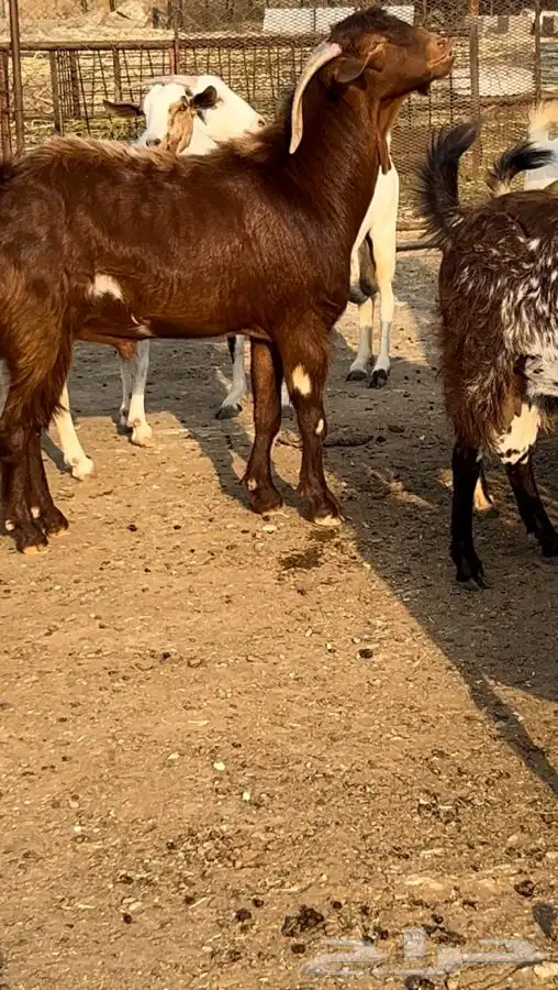 فحل ادهم مطور 1