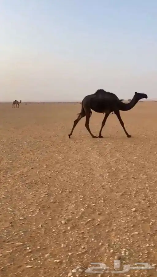 بكره مفروده 2