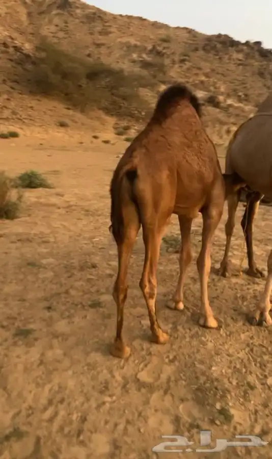 حاشي لباني 1