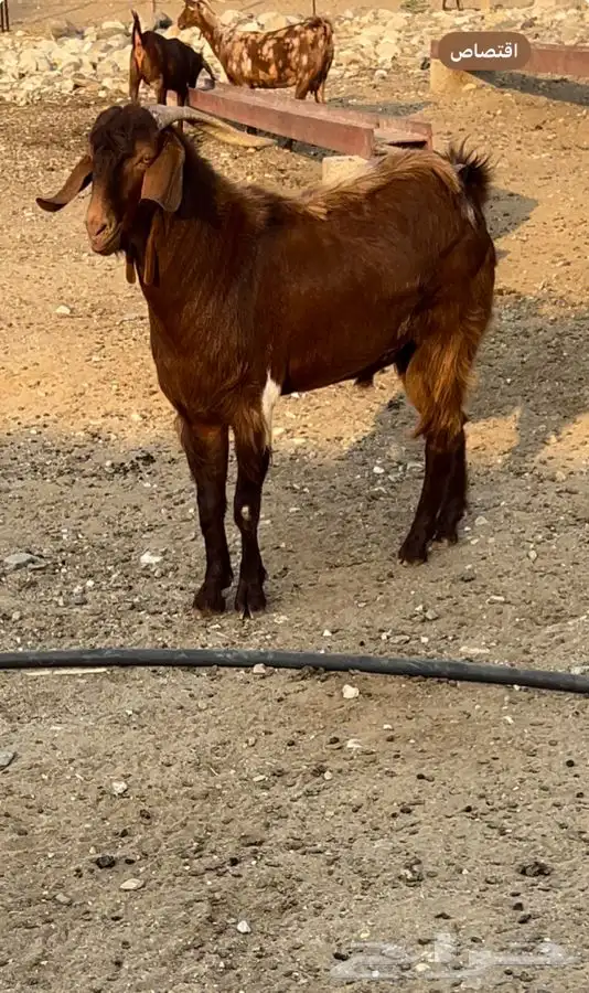 فحل ادهم مطور 0