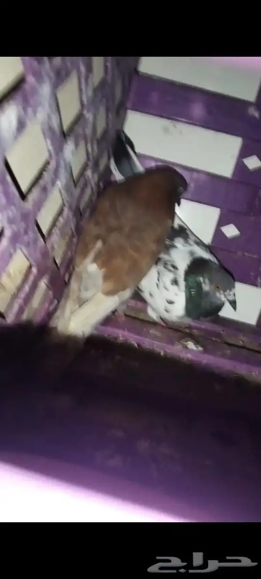 حمام للبيع 4