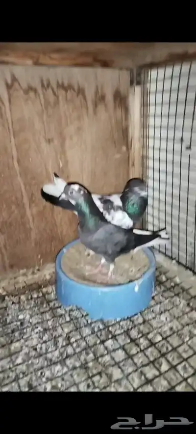 حمام للبيع index