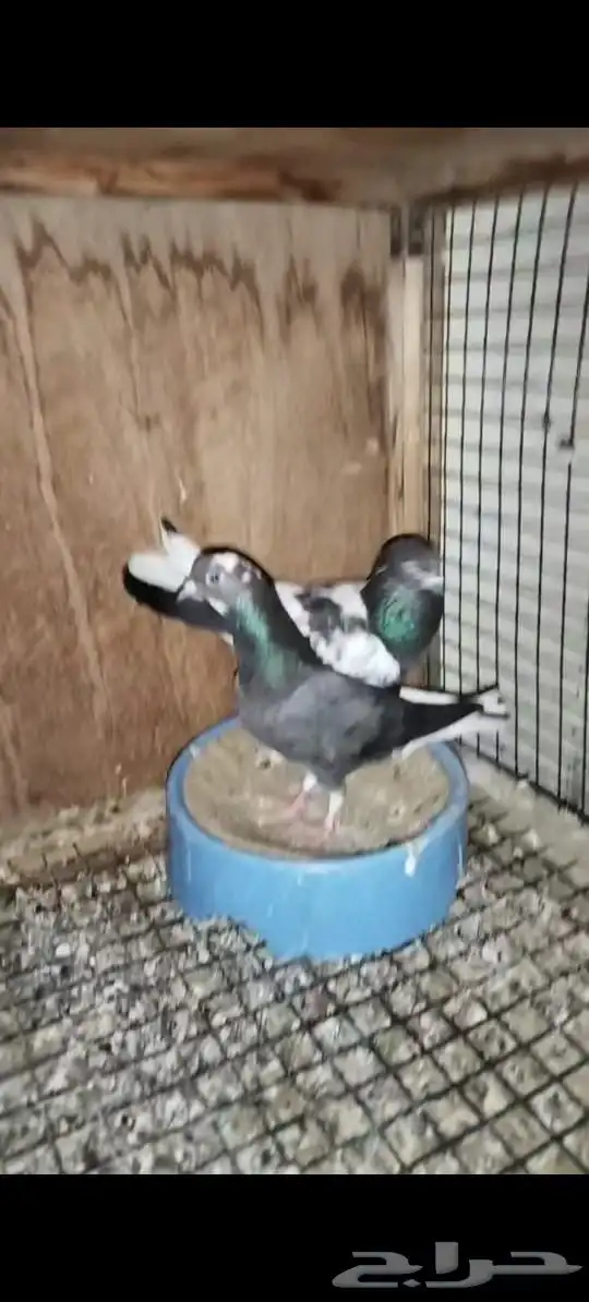 حمام للبيع 1