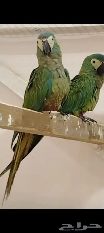 زوج مني مكاو ريد بيلد 0