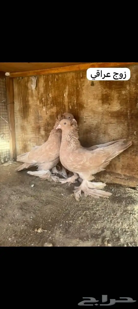 للبيع زوج عراقي منتج 0