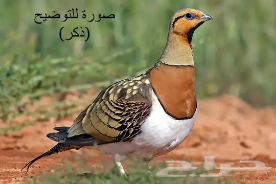 قطا نغاق 4