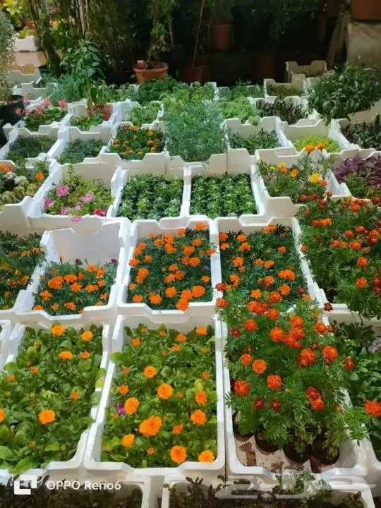 تنسيق حدائق تصميم ديكورات الحدائق تصميم شبكات ري 6