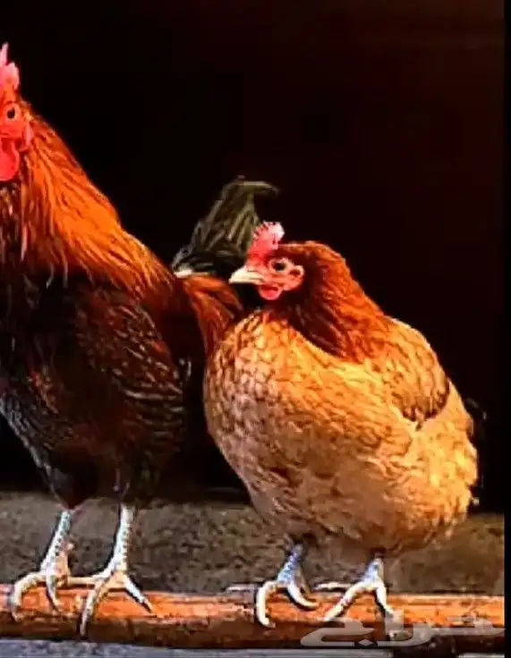 دجاج وديوك بلدي 5