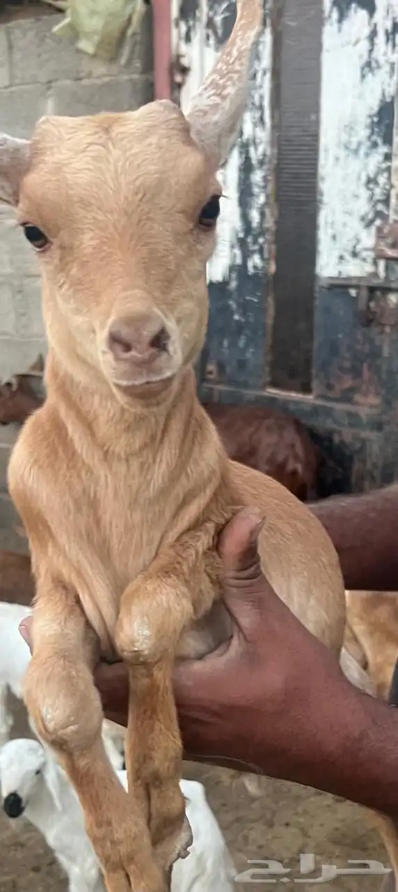 تيس قزم 6 اشهر عمر اعرضه للبيع 4