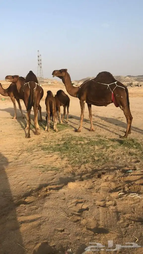 قعود ادهم مشروع فحل 3