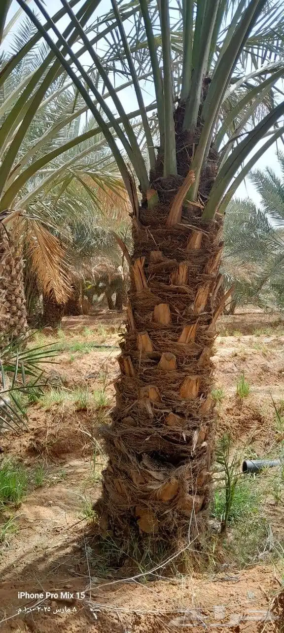 نخيل وفسايل نخيل للبيع 2