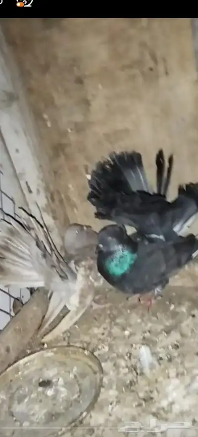 حمام للبيع index