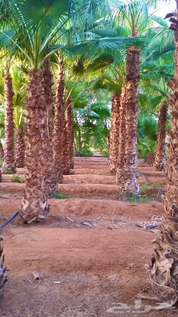 يتوفر جميع انواع النخيل 7