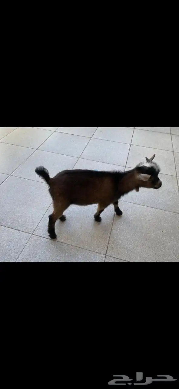 تيس قزم شهرين يلعب ونيس للاطفال 2