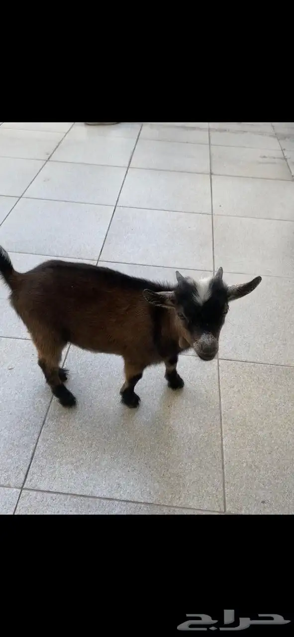 تيس قزم شهرين يلعب ونيس للاطفال 3