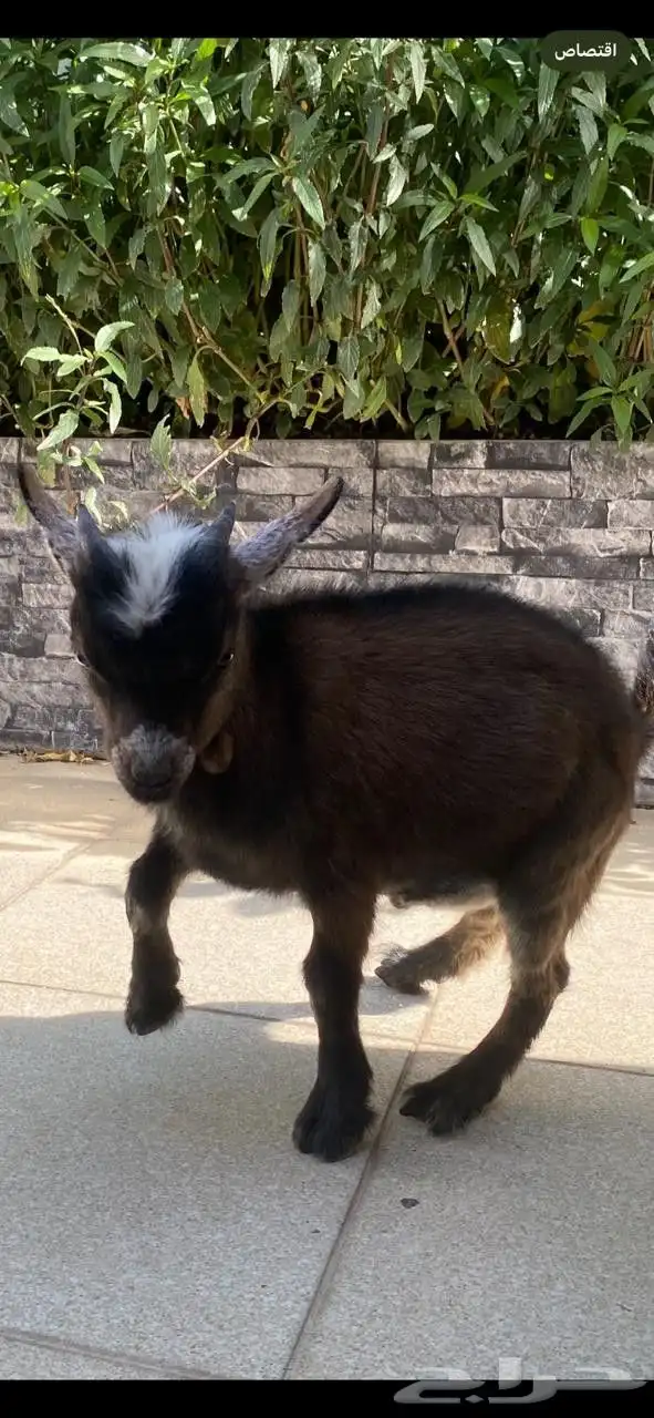 تيس قزم شهرين يلعب ونيس للاطفال 1