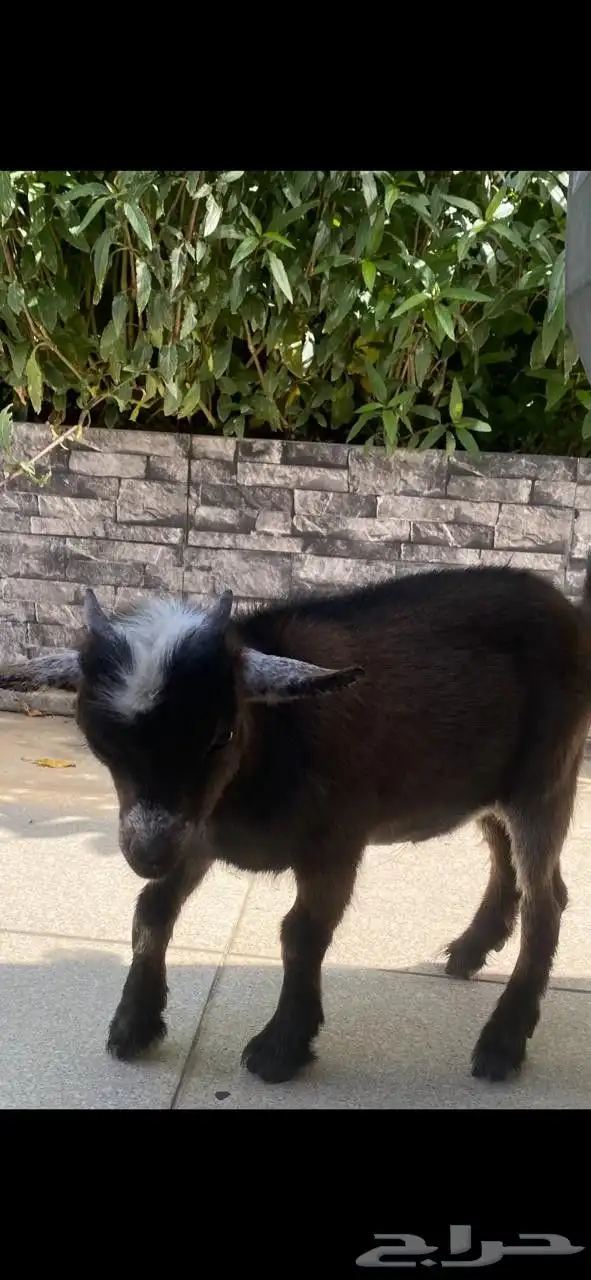 تيس قزم شهرين يلعب ونيس للاطفال 5