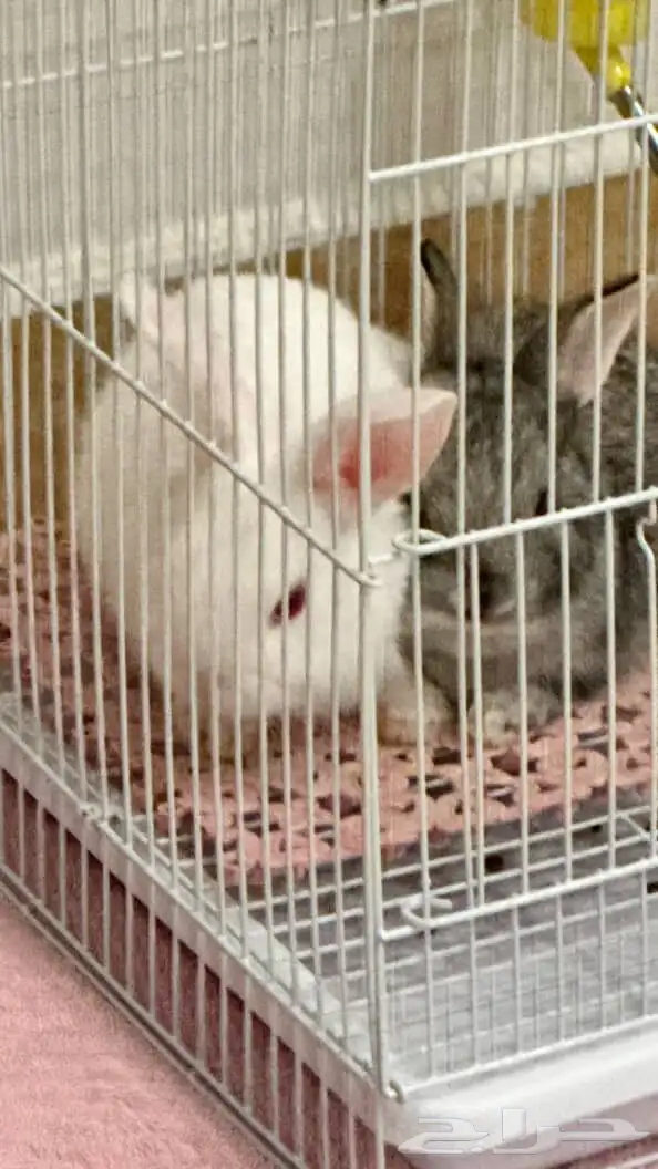 ارنب ابيض للبيع مع قفصه 1