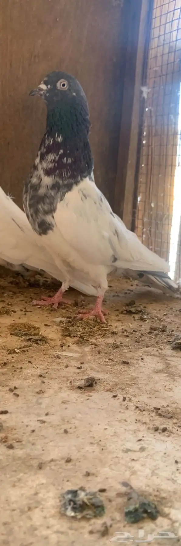 حمام باكستاني طيران 1