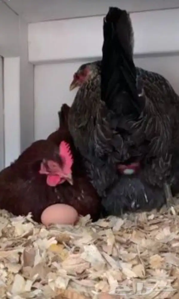 دجاج وديوك بلدي 2