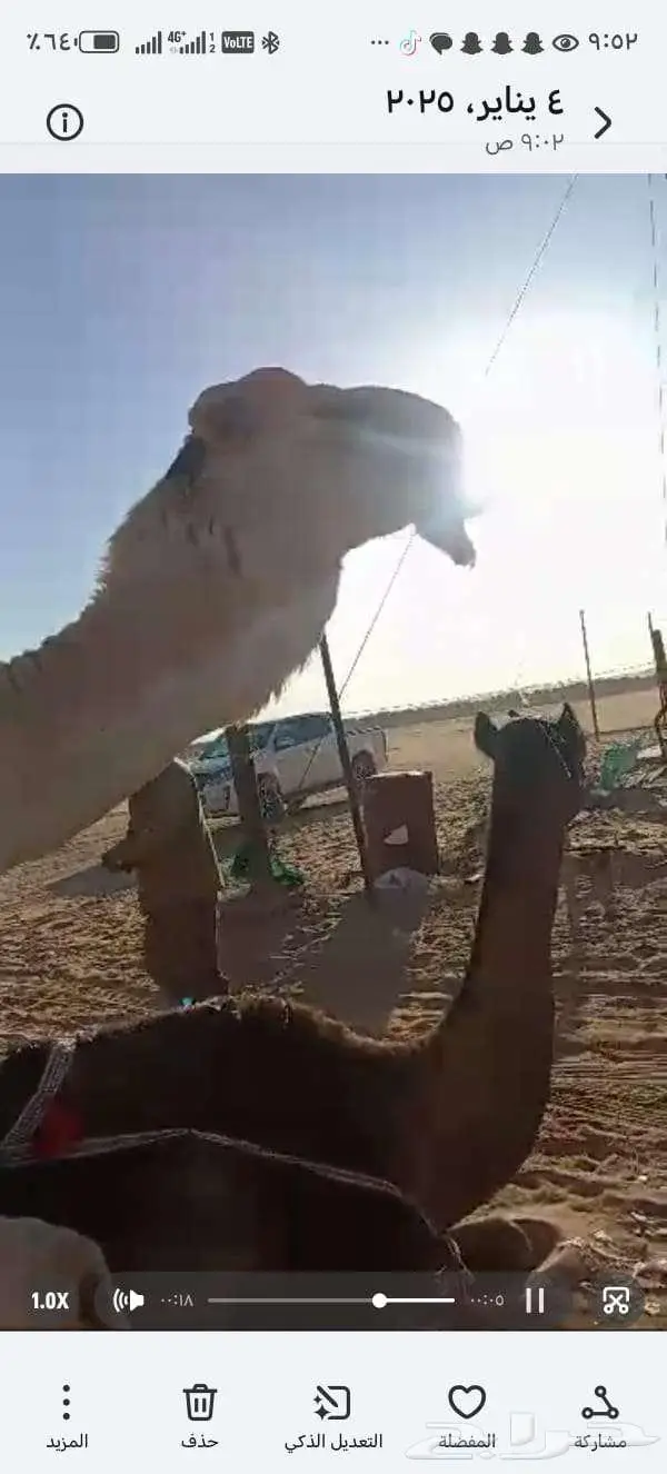 للبيع القحه ومعها بنتها ثنيه 12