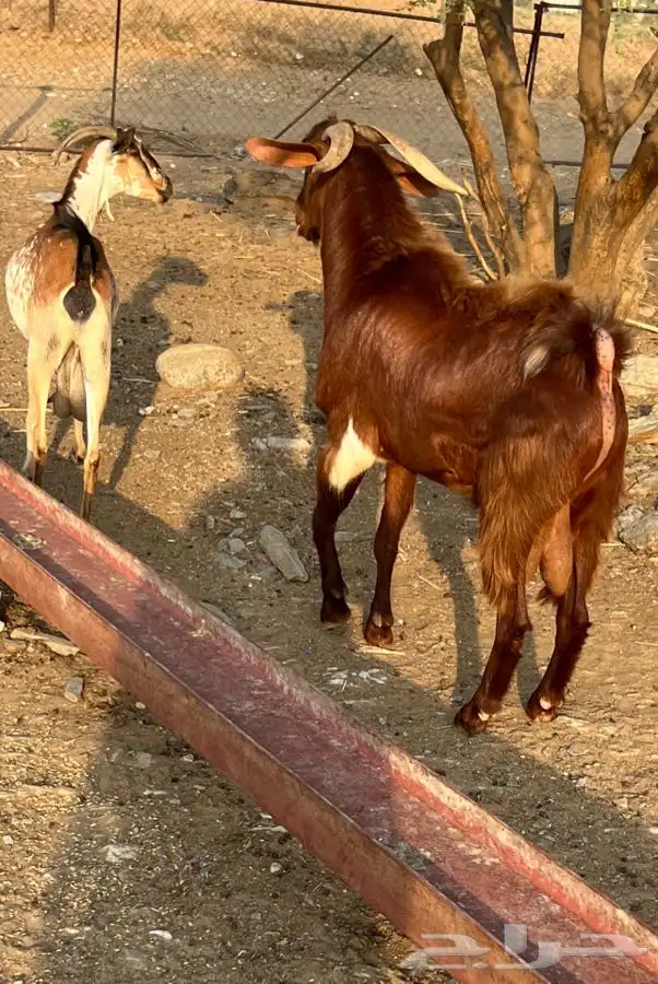 فحل ادهم مطور 4