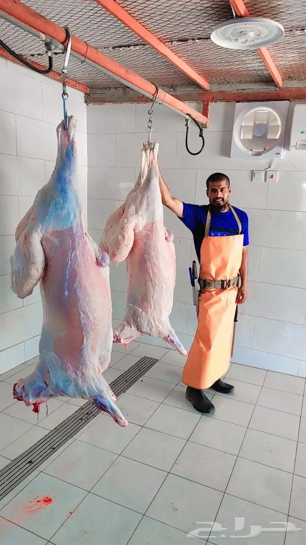 متوفر جميع أنواع الذبايح 5