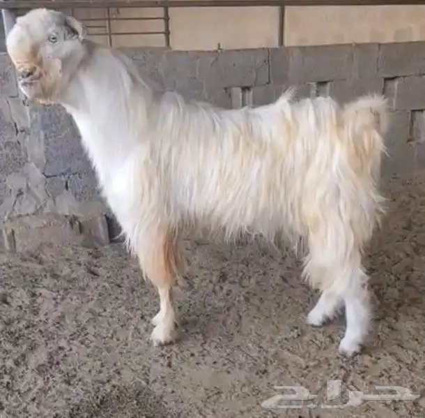 فحل شامي زعيمي فاخر 0