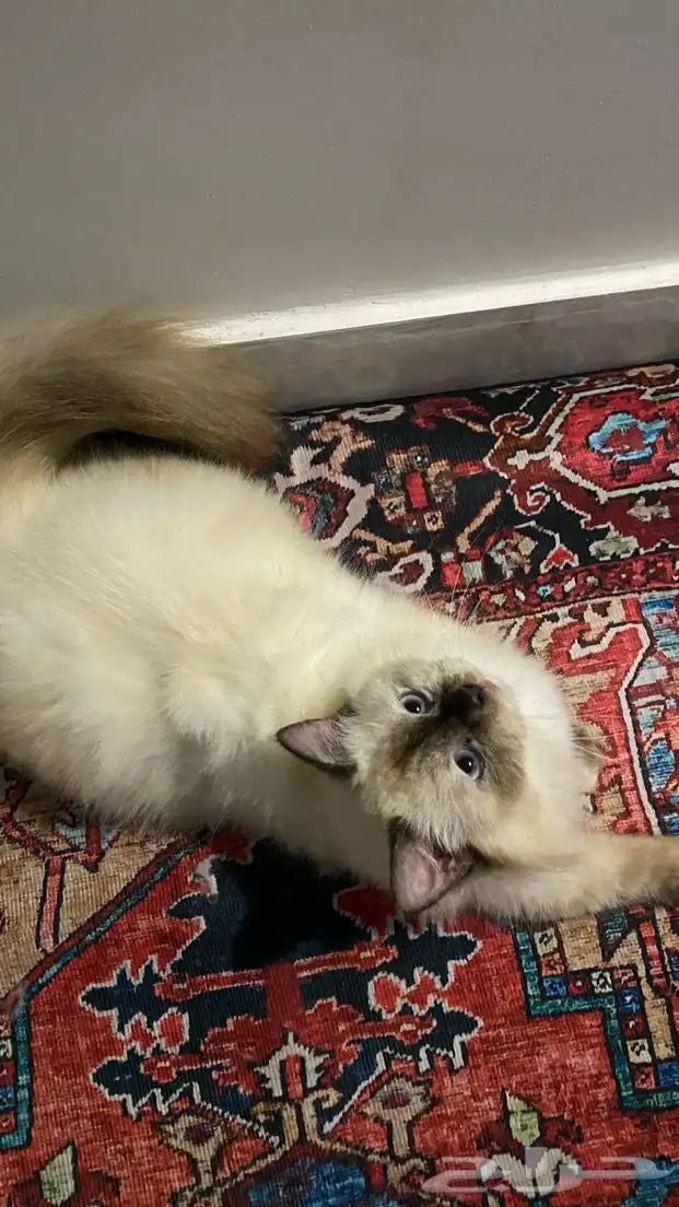 قط هملايا للبيع 1