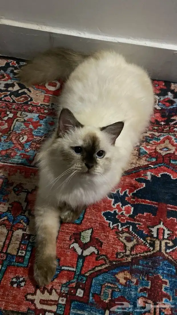 قط هملايا للبيع 2