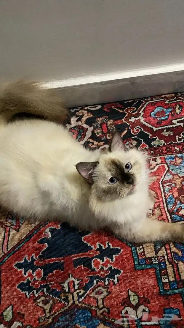 قط هملايا للبيع 0