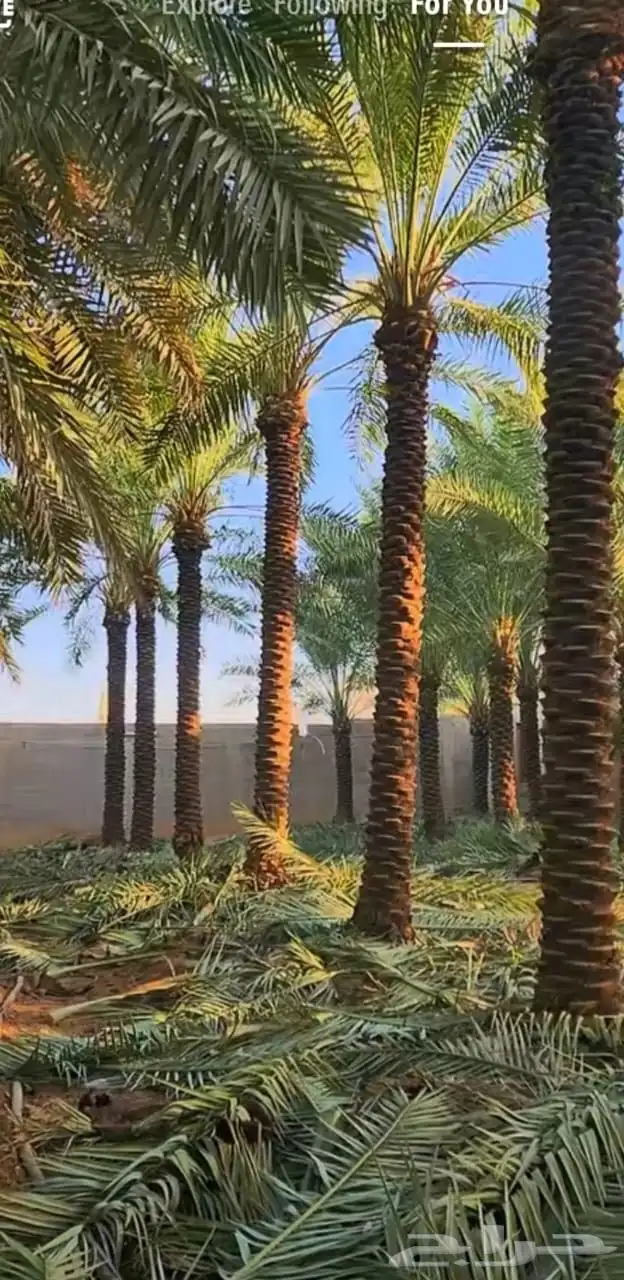 يوجد لدينا توريد جميع انواع نخيل الواشنطن 1