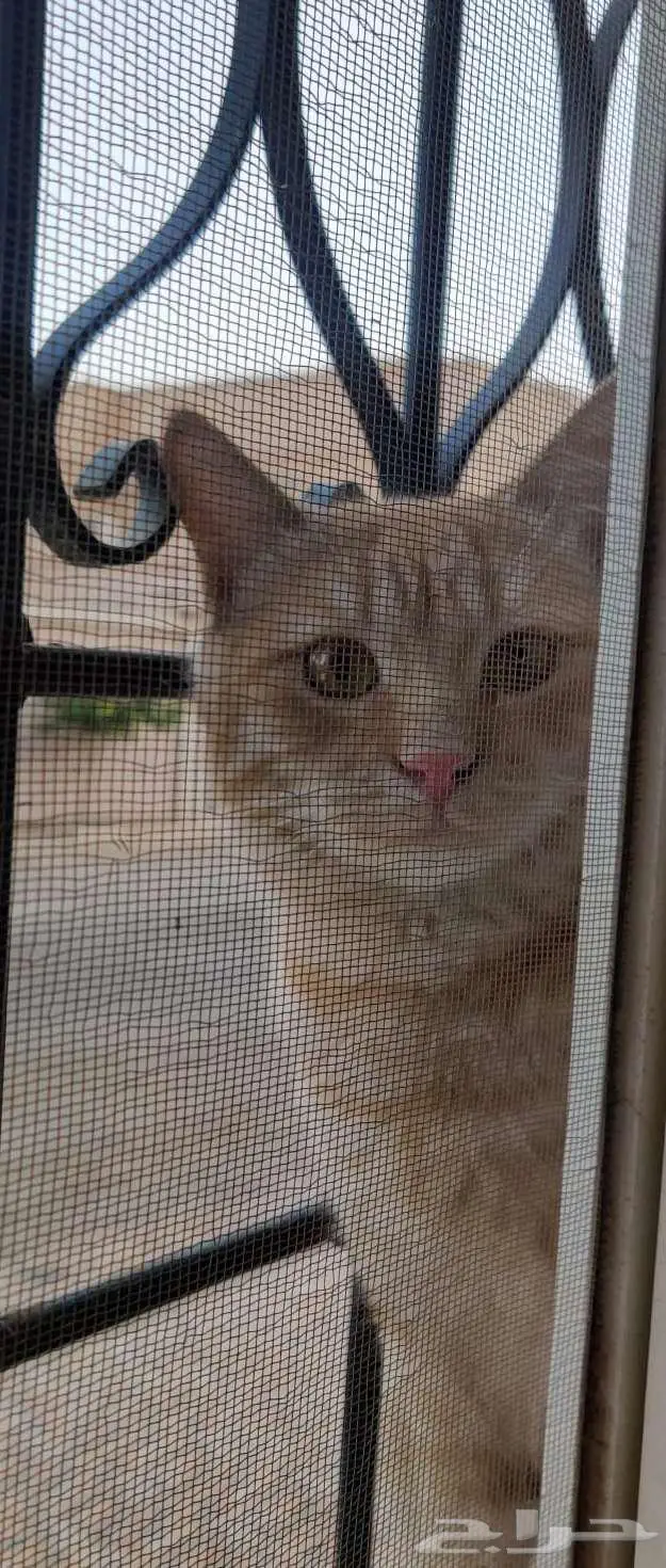 قط برتقالي للتبني 0